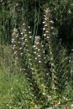 Acanthus spinosus
