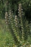 Acanthus spinosus. Цветущие растения. Греция, о-в Крит, ном Ханья (Νομός Χανίων), дим Киссамос (Κίσσαμος), травянистый склон с одиночными деревьями, у автомобильной дороги. 20 июня 2017 г.