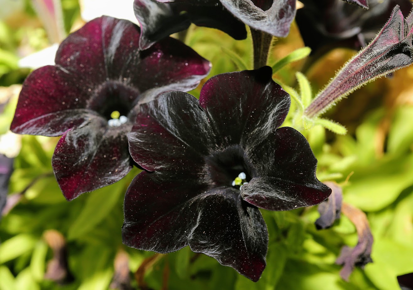 Изображение особи Petunia × atkinsiana.