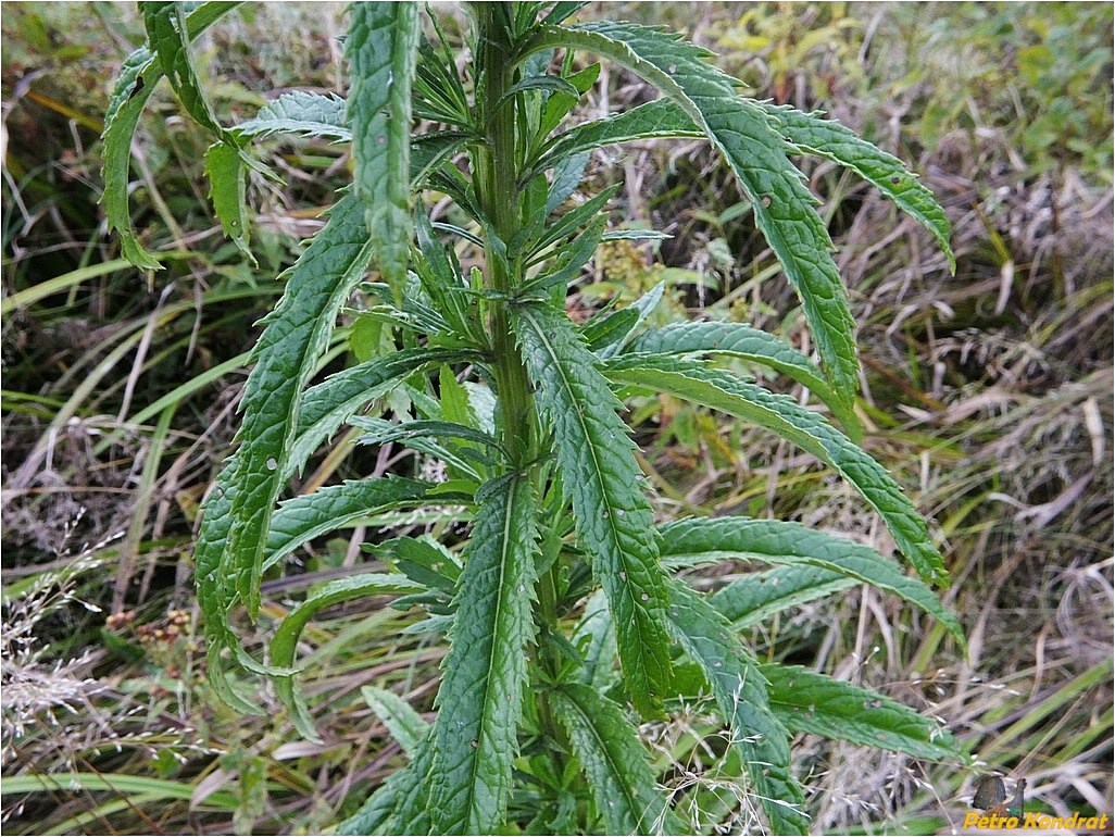 Image of Senecio paludosus specimen.