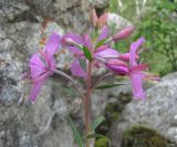 Chamaenerion colchicum