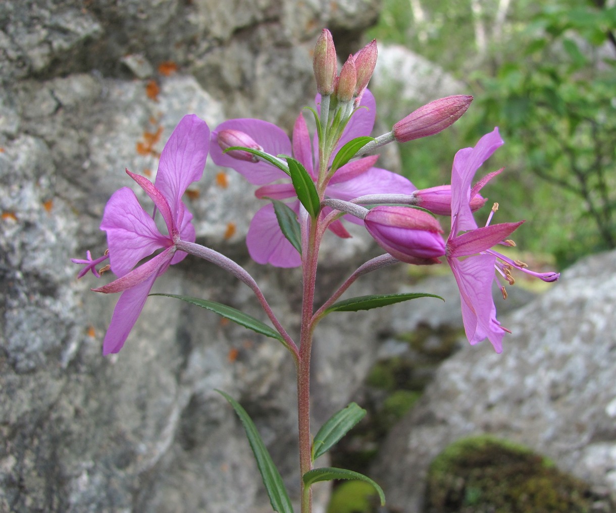 Image of Chamaenerion colchicum specimen.