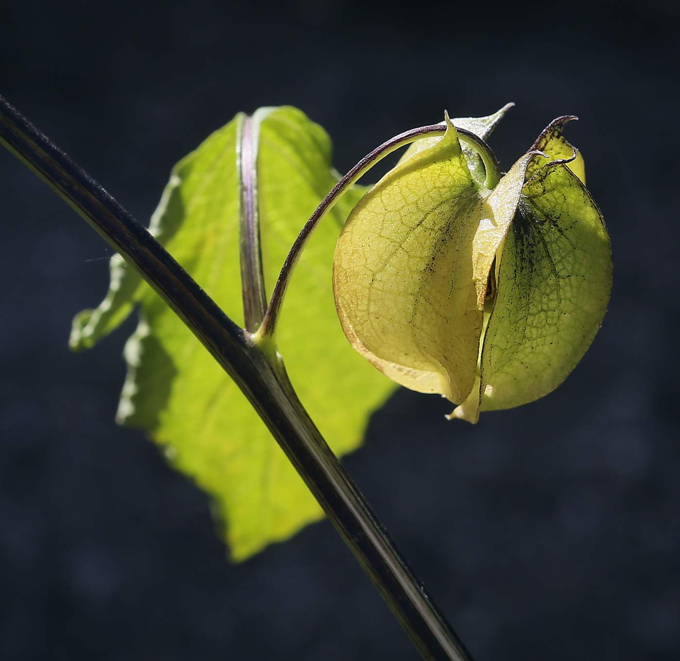 Изображение особи Nicandra physalodes.