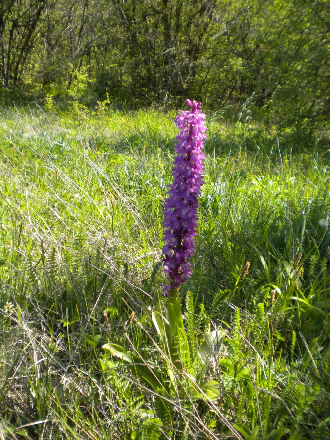 Изображение особи Orchis mascula.