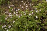 Linnaea borealis