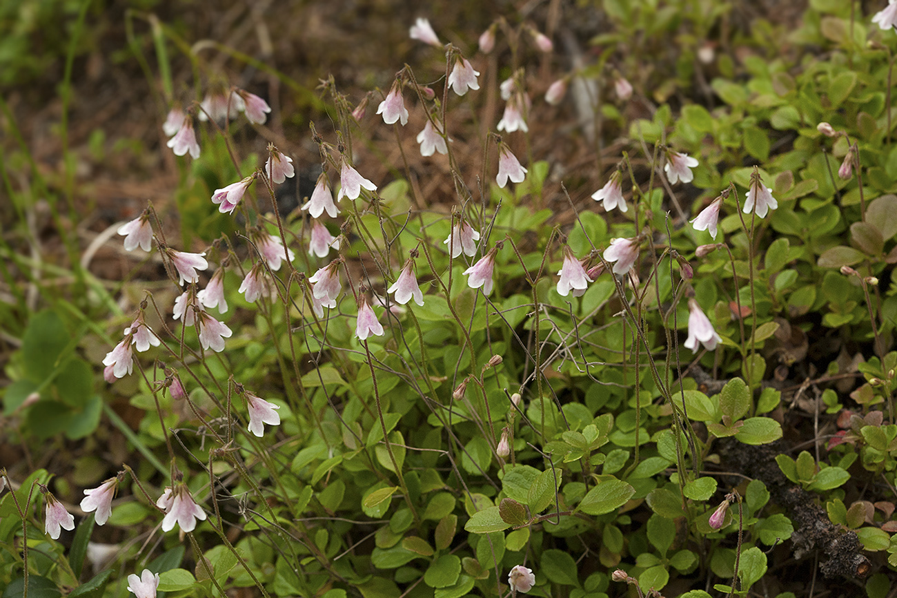 Изображение особи Linnaea borealis.