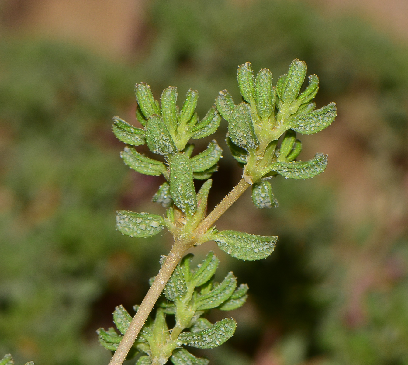 Image of Frankenia pulverulenta specimen.