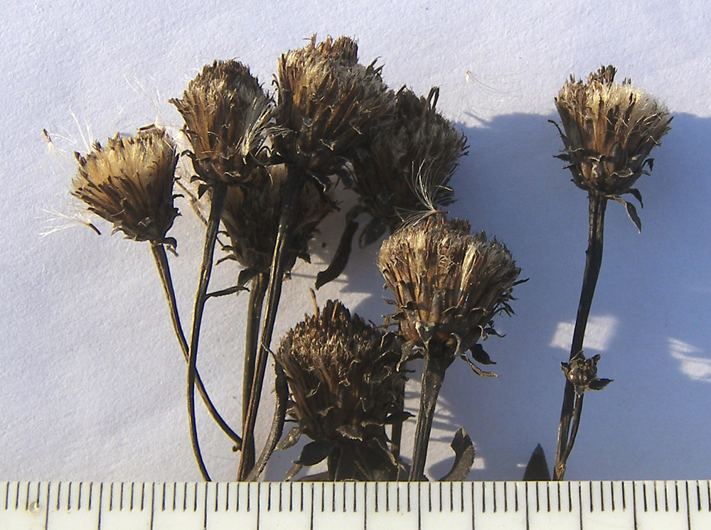 Image of Inula aspera specimen.