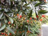 Bonellia macrocarpa. Ветви с соцветиями. Австралия, г. Брисбен, ботанический сад. 03.12.2017.