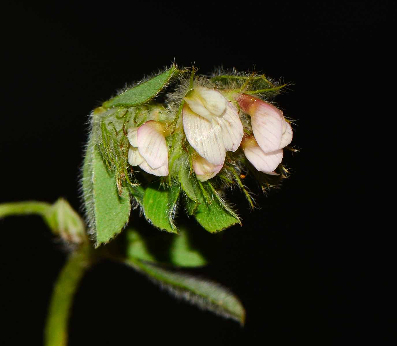 Изображение особи Trifolium eriosphaerum.