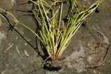 Cyperus fuscus. Средняя и нижняя части цветущего растения. Восточный Казахстан, г. Усть-Каменогорск, берег р. Ульба, влажный луг. 24.07.2017.