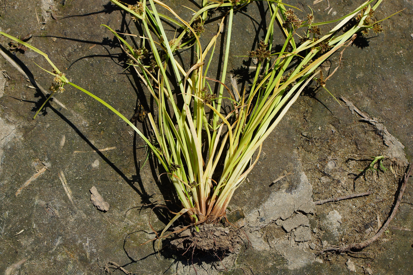 Image of Cyperus fuscus specimen.