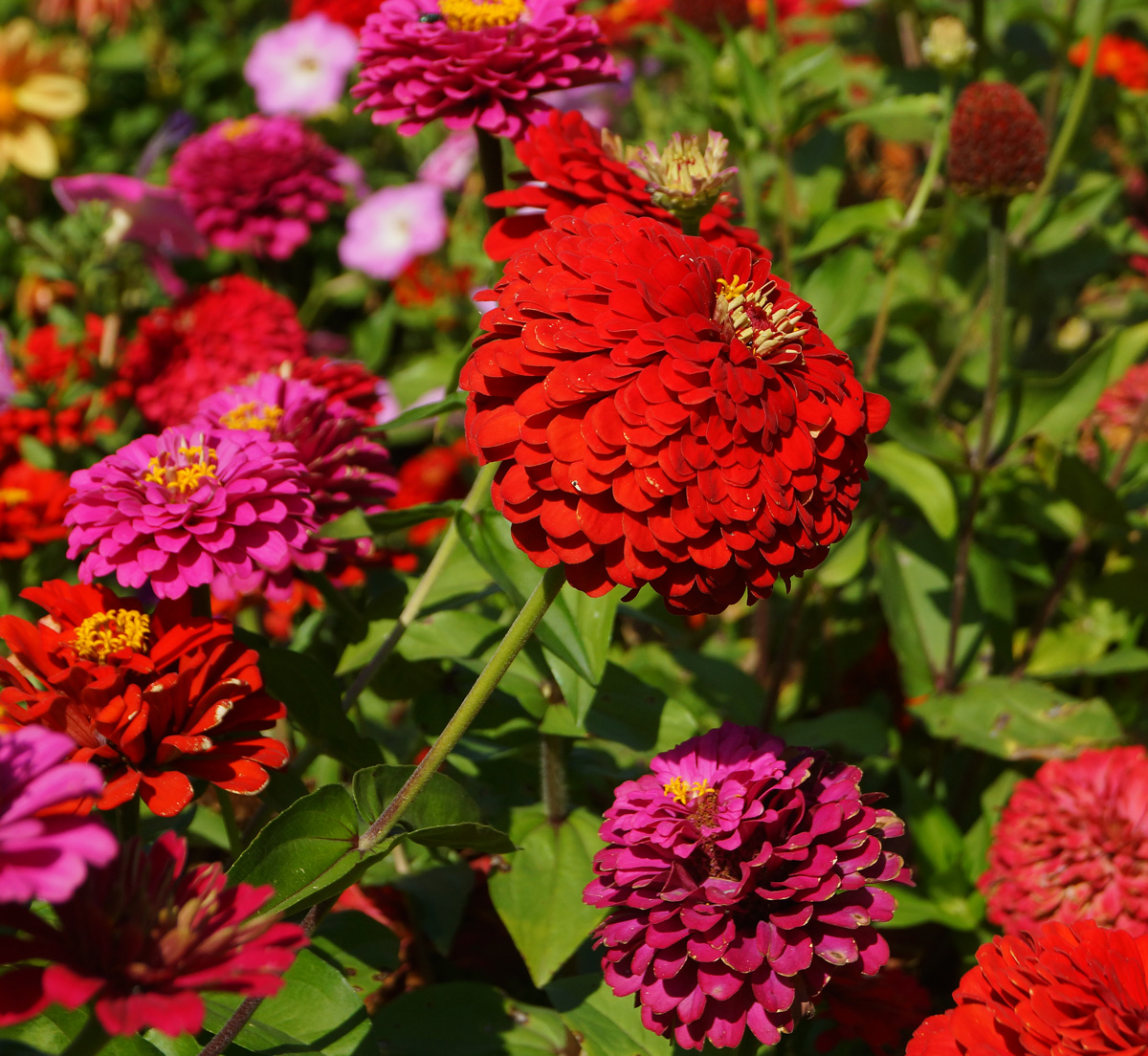 Изображение особи Zinnia elegans.