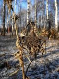 Cirsium vulgare. Верхушки побегов с соплодиями. Чувашия, г. Шумерля, городской парк. 25 декабря 2008 г.