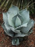 Agave colorata