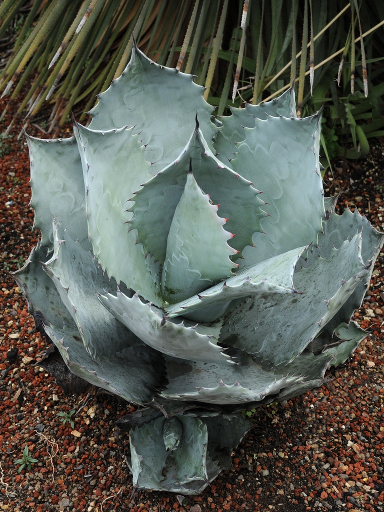 Изображение особи Agave colorata.