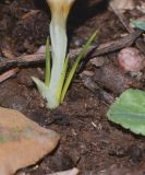 Crocus aleppicus