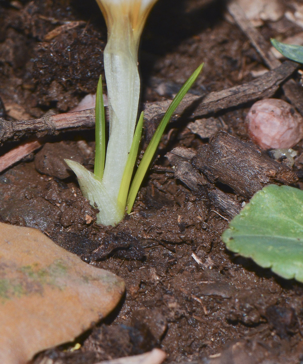 Image of Crocus aleppicus specimen.