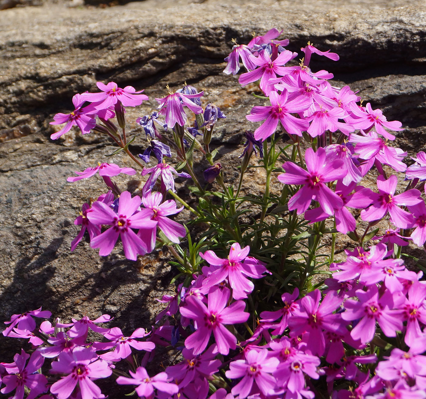 Изображение особи Phlox subulata.