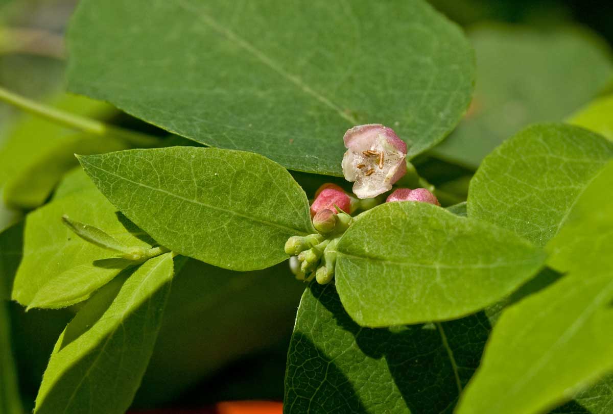 Image of Symphoricarpos albus var. laevigatus specimen.