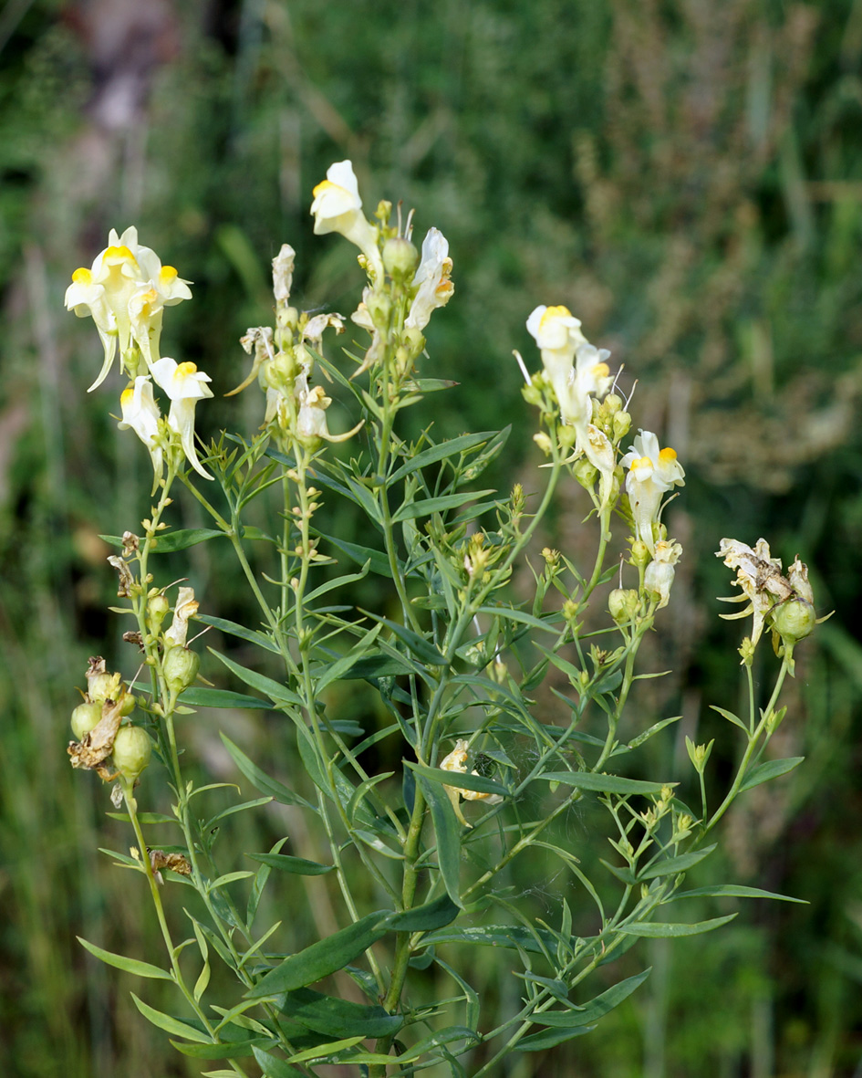 Image of Linaria vulgaris specimen.