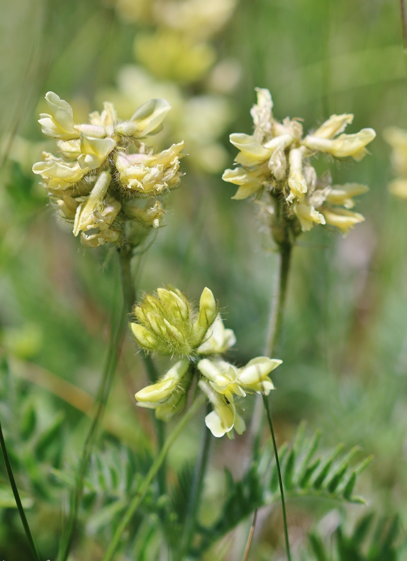 Изображение особи Oxytropis pilosa.