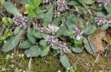 Ajuga decumbens. Цветущие растения. Китай, провинция Хунань, Сянси-Туцзя-Мяоский автономный округ, окр. г. Фэнхуан, окр. Южной Китайской стены. 02.04.2015.