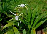 Hymenocallis speciosa. Цветущее растение. Малайзия, окр. г. Джорджтаун, в культуре. 05.05.2017.