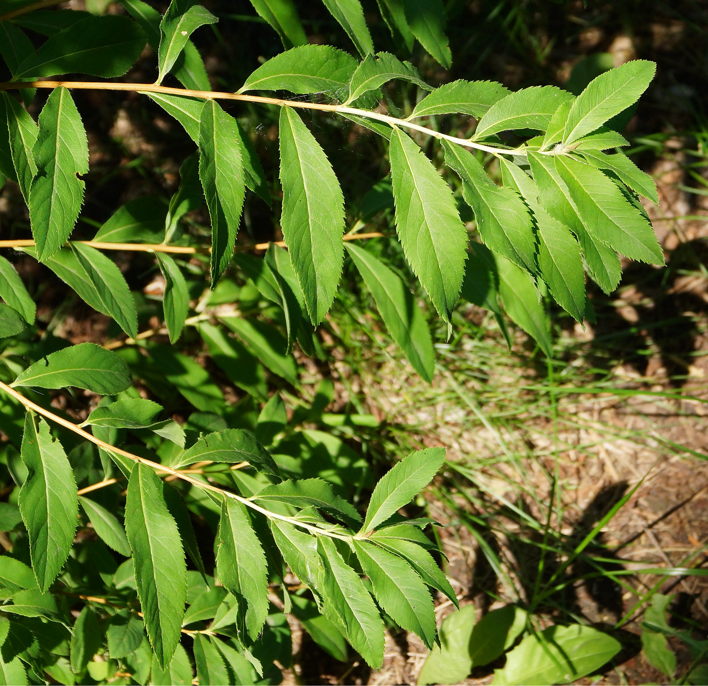 Image of Spiraea alba specimen.