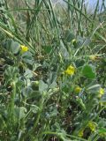 Medicago disciformis