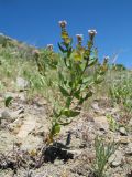 Aethionema carneum. Цветущее растение. Южный Казахстан, Сырдарьинский Каратау, горы Улькунбурултау, ≈ 900 м н.у.м., каменистый склон южной экспозиции. 27 апреля 2018 г.