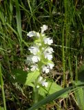 Ajuga genevensis. Верхушка цветущего растения (белоцветковая форма). Днепропетровская обл., балка в верховьях р. Самоткани. 23.05.2010.