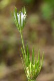 Nigella integrifolia