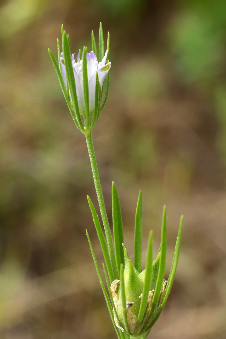 Image of Nigella integrifolia specimen.