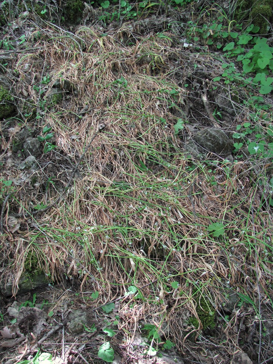 Image of Allium paradoxum specimen.