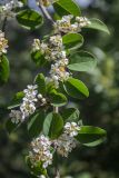 Cotoneaster multiflorus. Ветвь с соцветиями. Грузия, Тбилиси, ботанический сад. 01.05.2018.