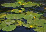 Nuphar lutea