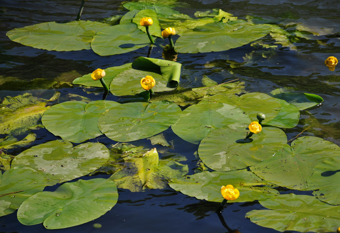 Image of Nuphar lutea specimen.