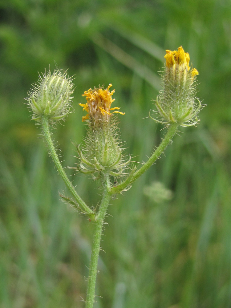 Изображение особи Crepis setosa.