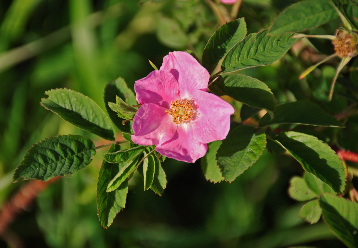 Изображение особи род Rosa.