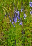 Veronica teucrium