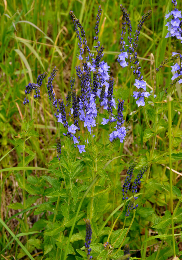 Изображение особи Veronica teucrium.
