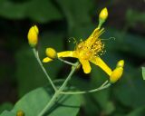 Hypericum bupleuroides. Цветок и бутоны. Москва, Воробьёвы горы, Ботанический сад МГУ, альпинарий (в культуре из Аджарии). 28.06.2018.