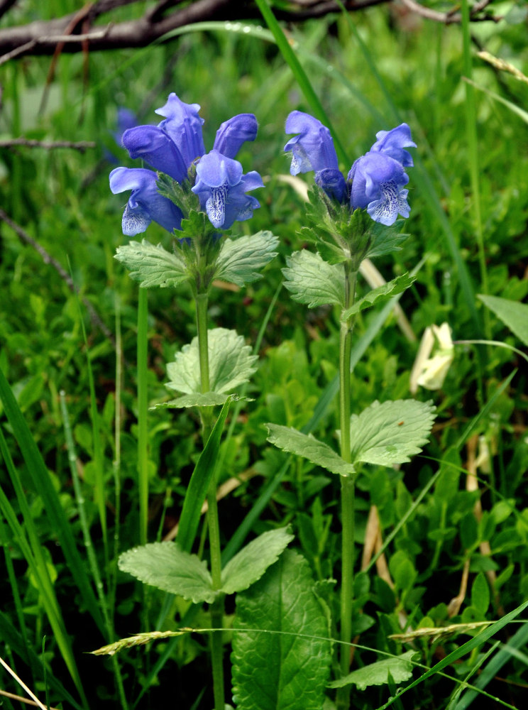 Image of Dracocephalum grandiflorum specimen.