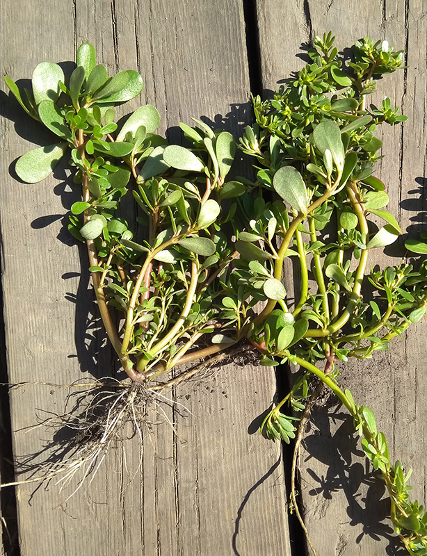 Image of Portulaca oleracea specimen.