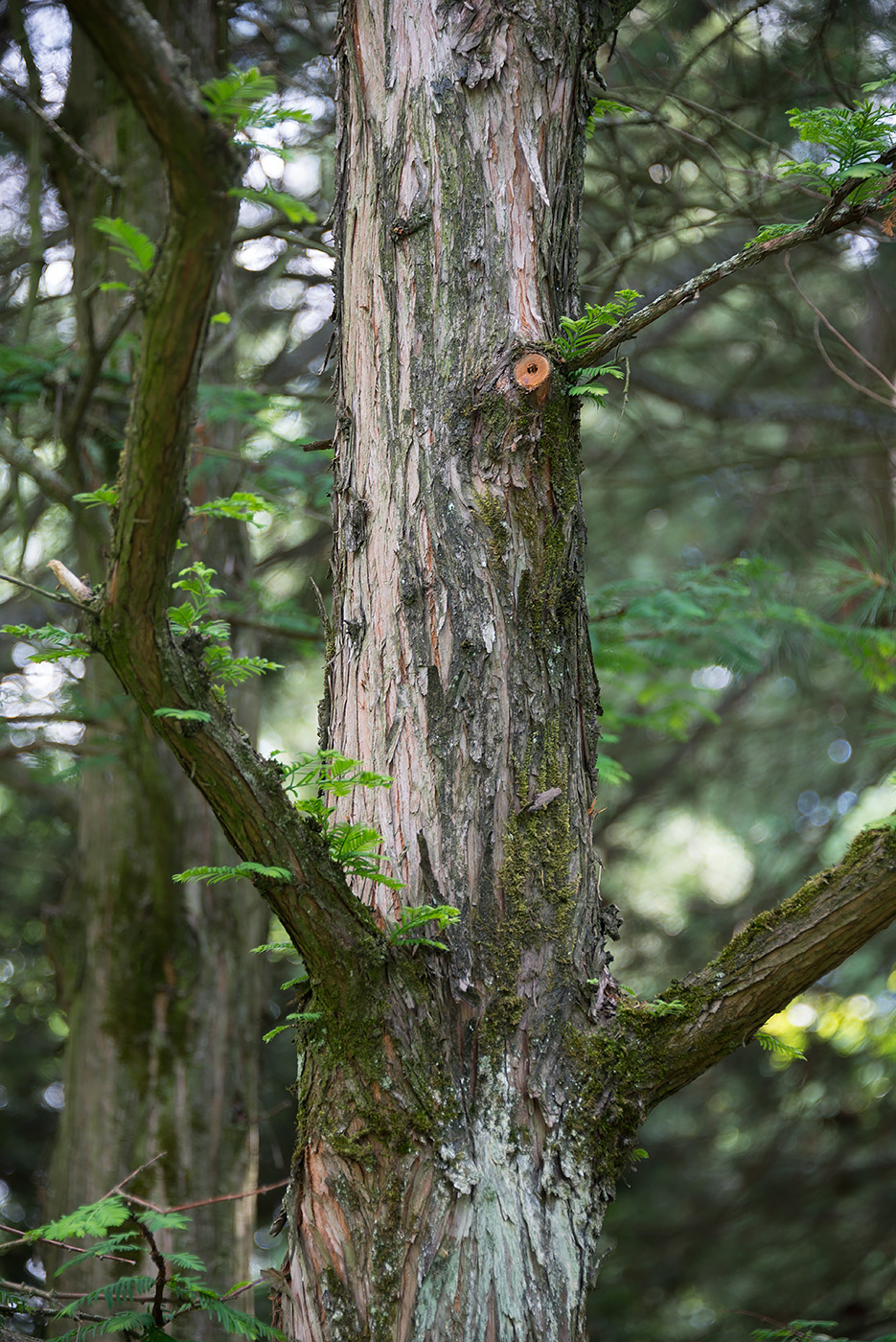 Image of Metasequoia glyptostroboides specimen.