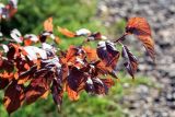 Prunus cerasifera разновидность pissardii. Побег. Израиль, Голанские высоты, мошав Одем. 06.07.2018.