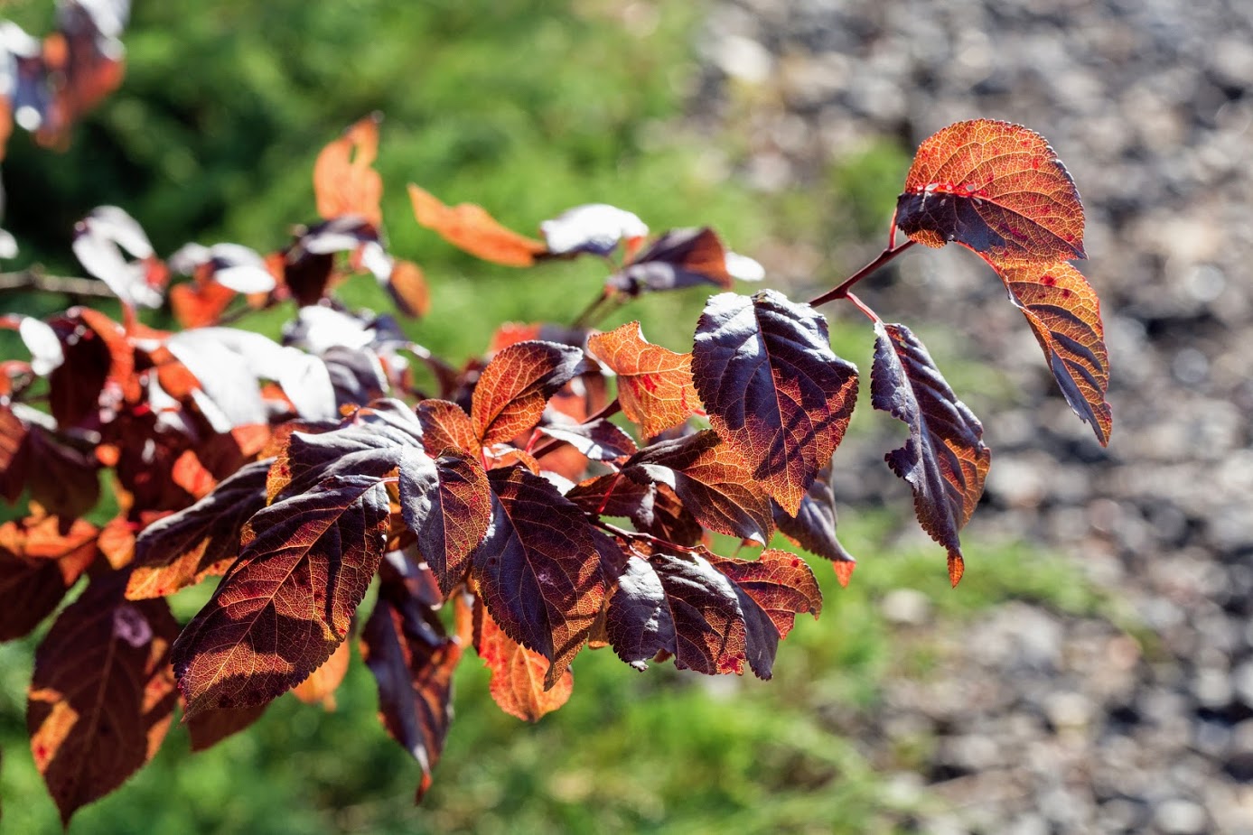 Изображение особи Prunus cerasifera var. pissardii.