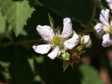 Image of taxon representative. Author is Зоя Эль