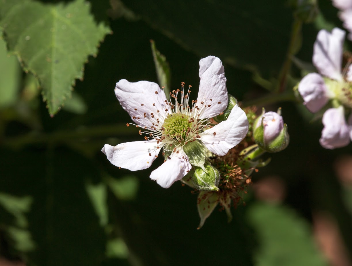 Image of genus Rubus specimen.